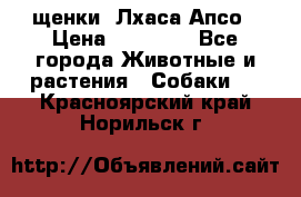 щенки  Лхаса Апсо › Цена ­ 20 000 - Все города Животные и растения » Собаки   . Красноярский край,Норильск г.